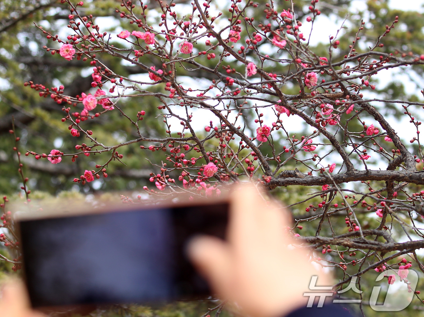 (부산=뉴스1) 윤일지 기자 = '1년 중 가장 춥다'는 절기상 대한(大寒)을 하루 앞둔 19일 부산 남구 유엔기념공원에서 봄의 전령사 홍매화가 꽃망울을 터뜨려 눈길을 끌고 있다. …