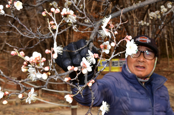 [화보] '대한' 앞두고 만난 매화…포항시청 인근 야산에 활짝