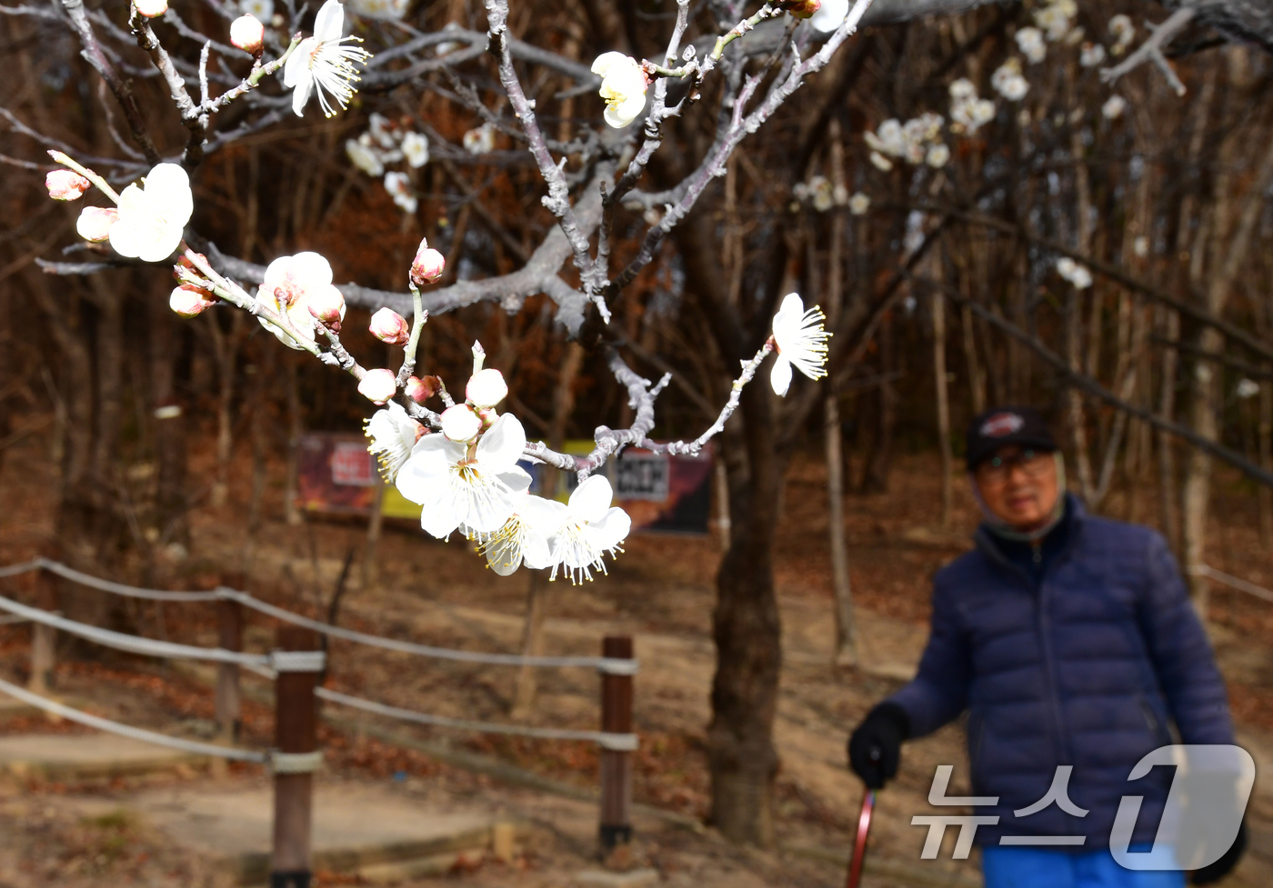 (포항=뉴스1) 최창호 기자 = 일년 가운데 가장 춥다는 대한(大寒) 을 하루 앞둔 19일 오후 경북 포항시 남구 포항시청 뒷편 야산에 매화가 꽃망울을 활짝 터뜨리고 있다. 202 …