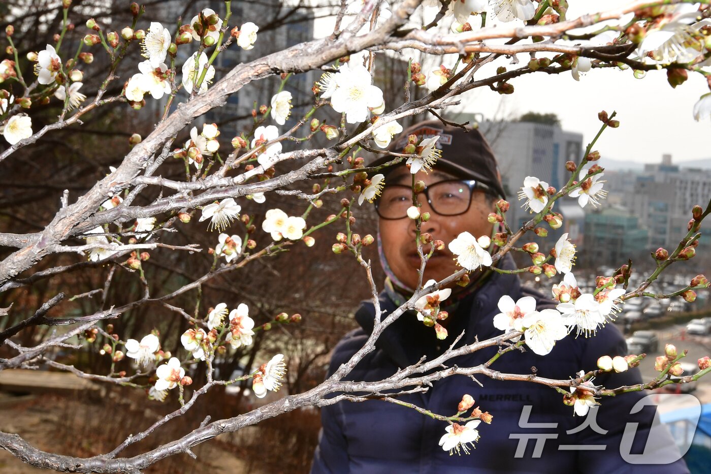 본문 이미지 - 일년 가운데 가장 춥다는 대한(大寒)을 하루 앞둔 19일 오후 경북 포항시 남구 포항시청 뒷편 야산에 매화가 꽃망울을 활짝 터뜨리고 있다. 2026.1.19/뉴스1 ⓒ News1 최창호 기자