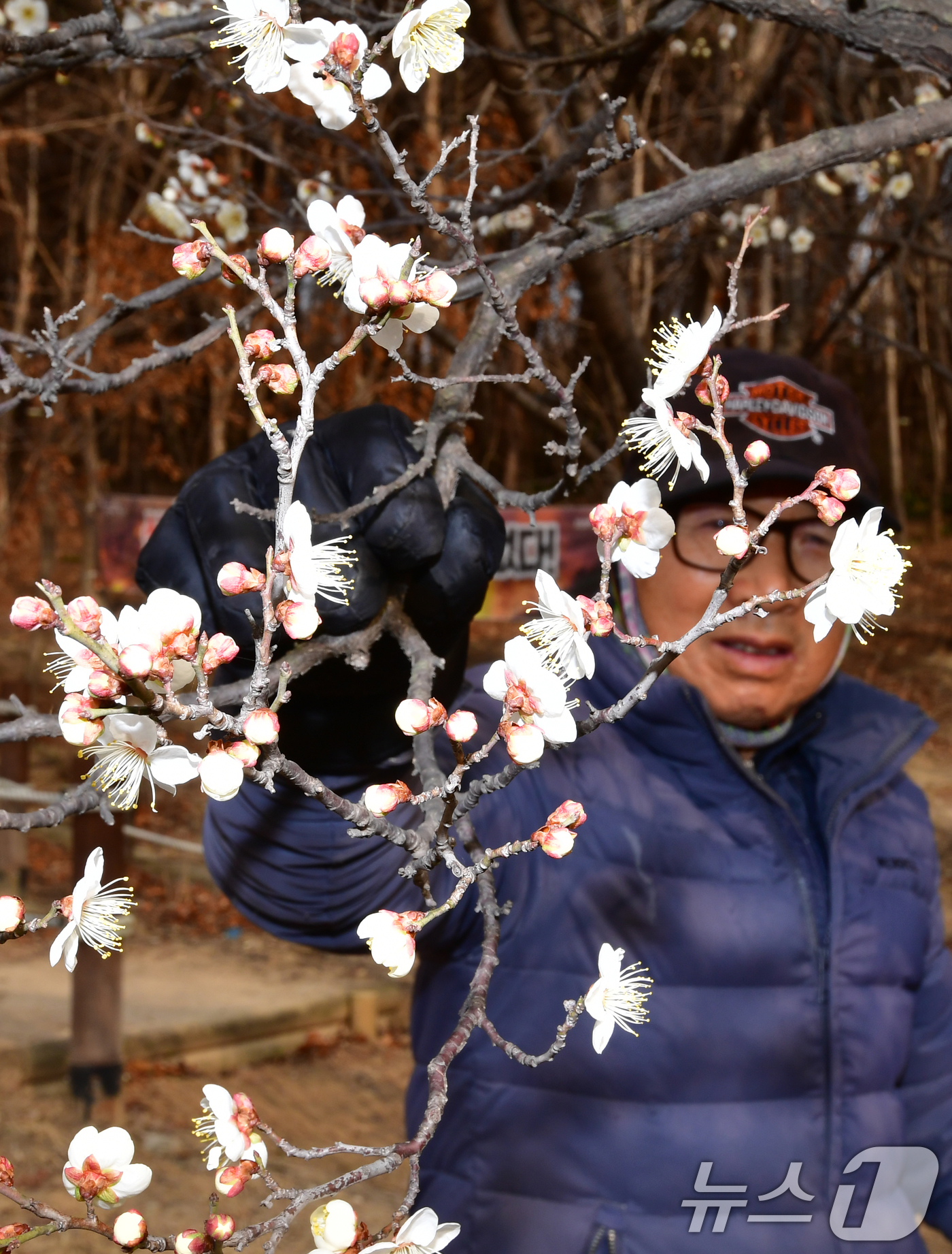 (포항=뉴스1) 최창호 기자 = 일년 가운데 가장 춥다는 대한(大寒)을 하루 앞둔 19일 오후 경북 포항시 남구 포항시청 뒷편 야산에 매화가 꽃망울을 활짝 터뜨리고 있다. 2026 …