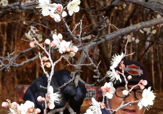 대한(大寒)  앞두고 핀 매화꽃