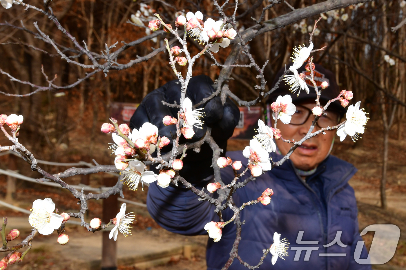 (포항=뉴스1) 최창호 기자 = 일년 가운데 가장 춥다는 대한(大寒) 을 하루 앞둔 19일 오후 경북 포항시 남구 포항시청 뒷편 야산에 매화가 꽃망울을 활짝 터뜨리고 있다. 202 …