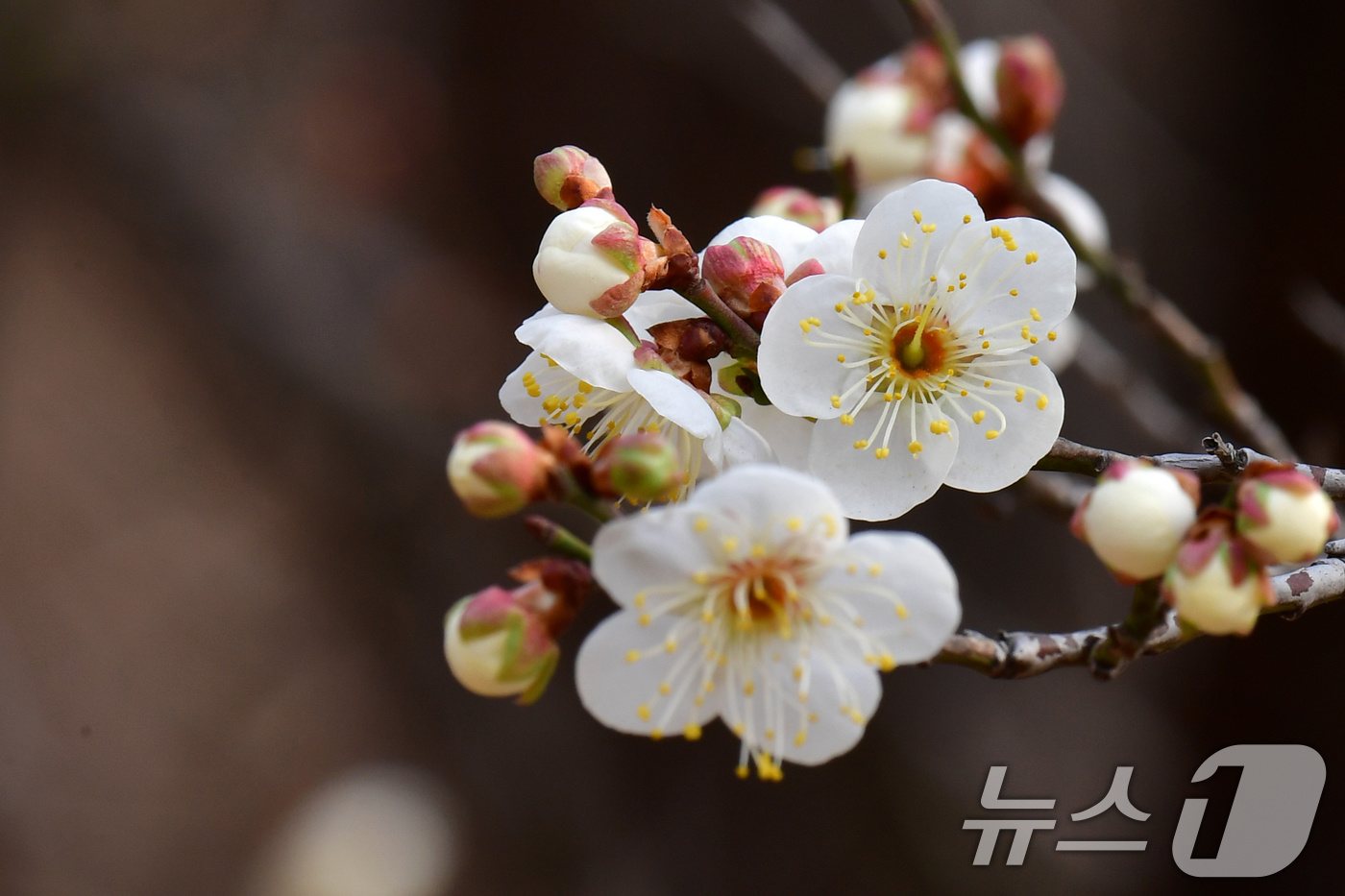 (포항=뉴스1) 최창호 기자 = 일년 가운데 가장 춥다는 대한(大寒)을 하루 앞둔 19일 오후 경북 포항시 남구 포항시청 뒷편 야산에 매화가 꽃망울을 활짝 터뜨리고 있다. 2026 …