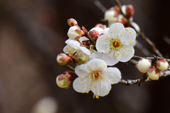 매화가 활짝 피었습니다
