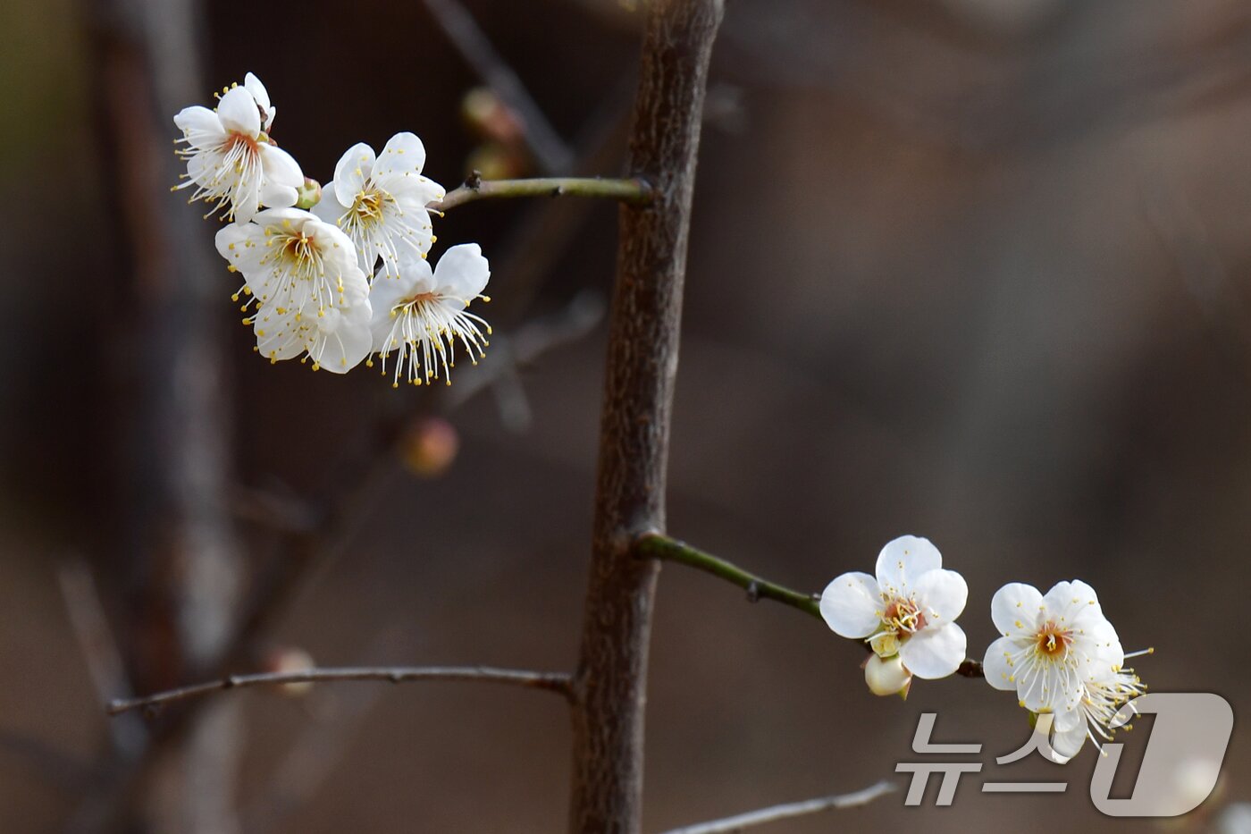 본문 이미지 - 1년 가운데 가장 춥다는 대한(大寒)을 하루 앞둔 19일 오후 경북 포항시 남구 포항시청 뒷편 야산에서 매화가 꽃망울을 활짝 터뜨리기 시작했다. 2026.1.19/뉴스1 ⓒ News1 최창호 기자