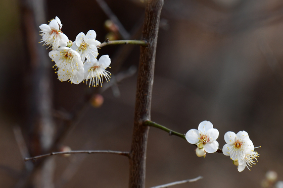 사이좋게 핀 매화꽃