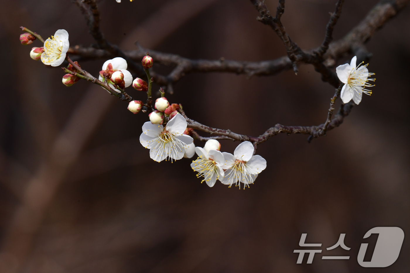 (포항=뉴스1) 최창호 기자 = 일년 가운데 가장 춥다는 대한(大寒)을 하루 앞둔 19일 오후 경북 포항시 남구 포항시청 뒷편 야산에 매화가 꽃망울을 활짝 터뜨리고 있다. 2026 …