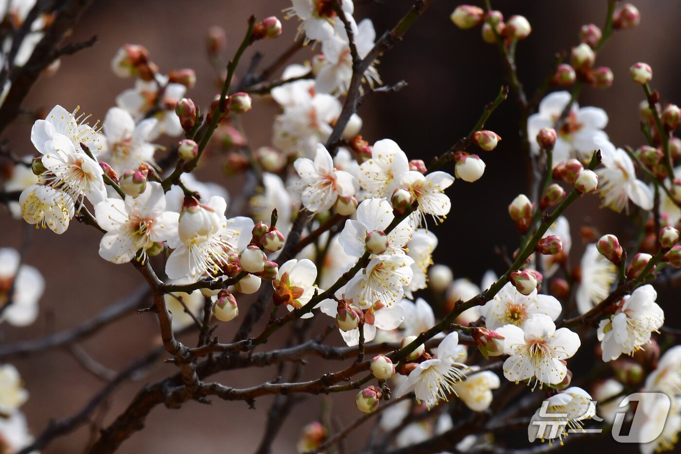 본문 이미지 - 1년 가운데 가장 춥다는 대한(大寒) 을 하루 앞둔 19일 오후 경북 포항시 남구 포항시청 뒷편 야산에 있는 매화나무에서 앞을 다퉈 꽃망울 터뜨리고 있다. 2026.1.19/뉴스1 ⓒ News1 최창호 기자 
