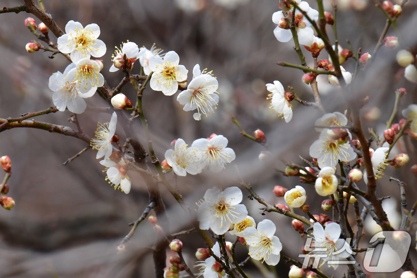 (포항=뉴스1) 최창호 기자 = 일년 중 가장 춥다는 대한(大寒) 을 하루 앞둔 19일 오후 경북 포항시 남구 포항시청 뒷편 야산에 매화가 꽃망울을 활짝 터뜨리고 있다. 2026. …