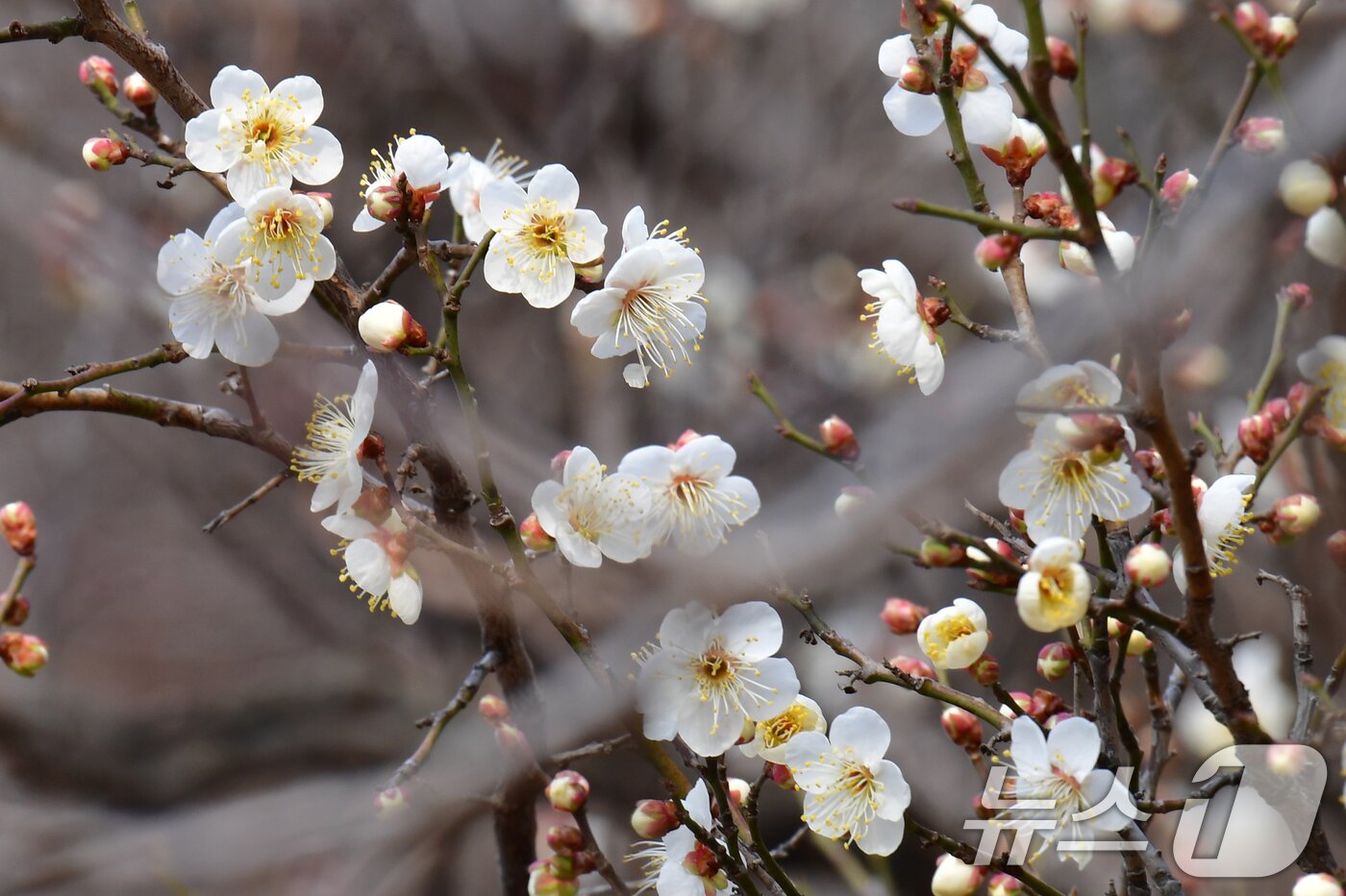 본문 이미지 - 1년 가운데 가장 춥다는 대한(大寒) 을 하루 앞둔 19일 오후 경북 포항시 남구 포항시청 뒷편 야산에 매화가 꽃망울을 활짝 터뜨리고 있다. ⓒ News1 최창호 기자