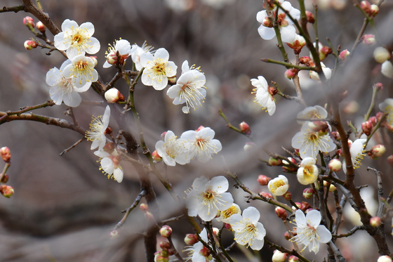 1월에 만난 매화꽃