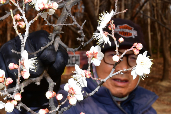 대한 앞두고 매화꽃이 피었구나