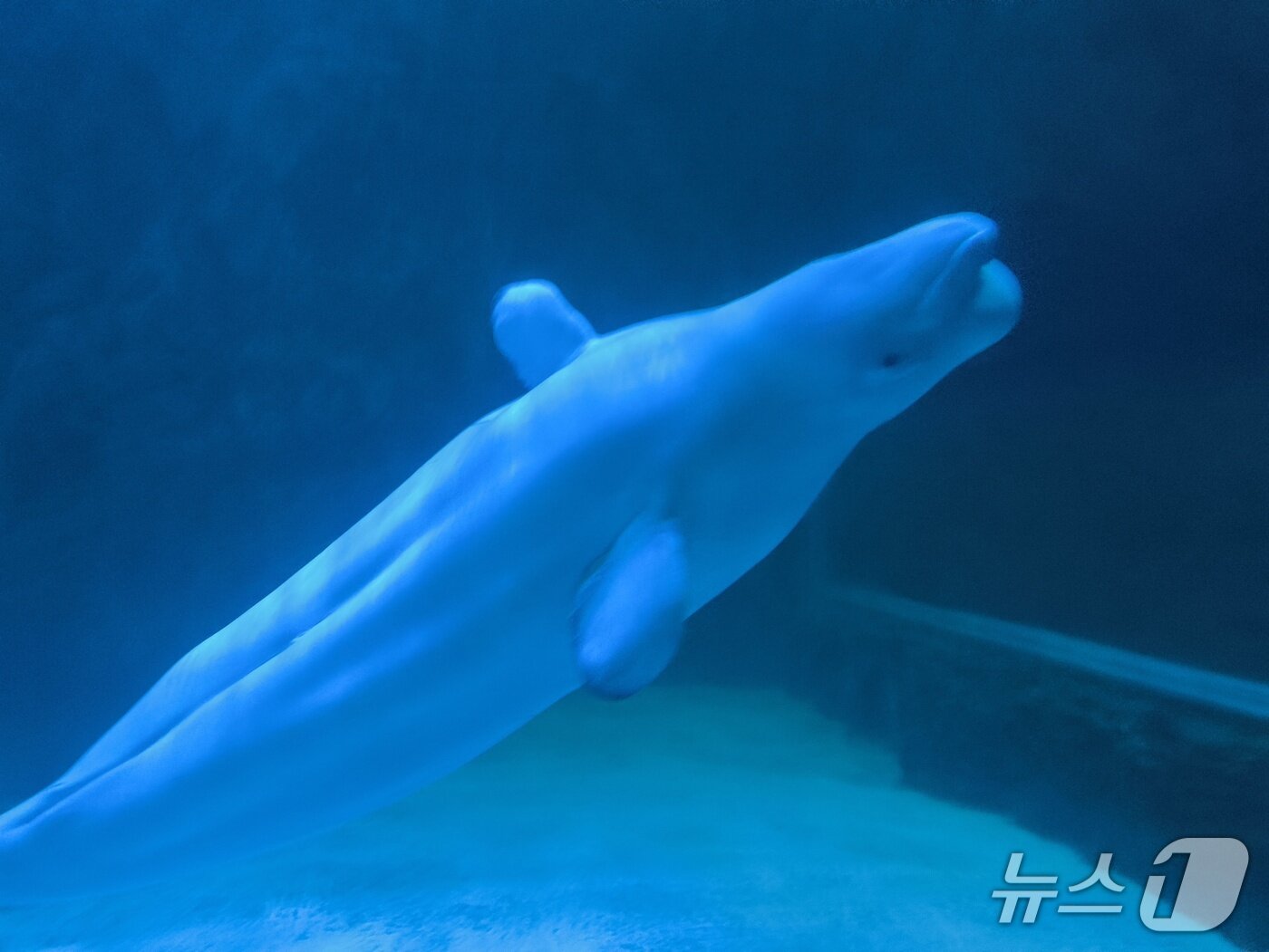 본문 이미지 - 서울 송파구 잠실 롯데월드 아쿠아리움에 전시된 흰고래 벨라. 2025.12.23/핫핑크돌핀스 제공