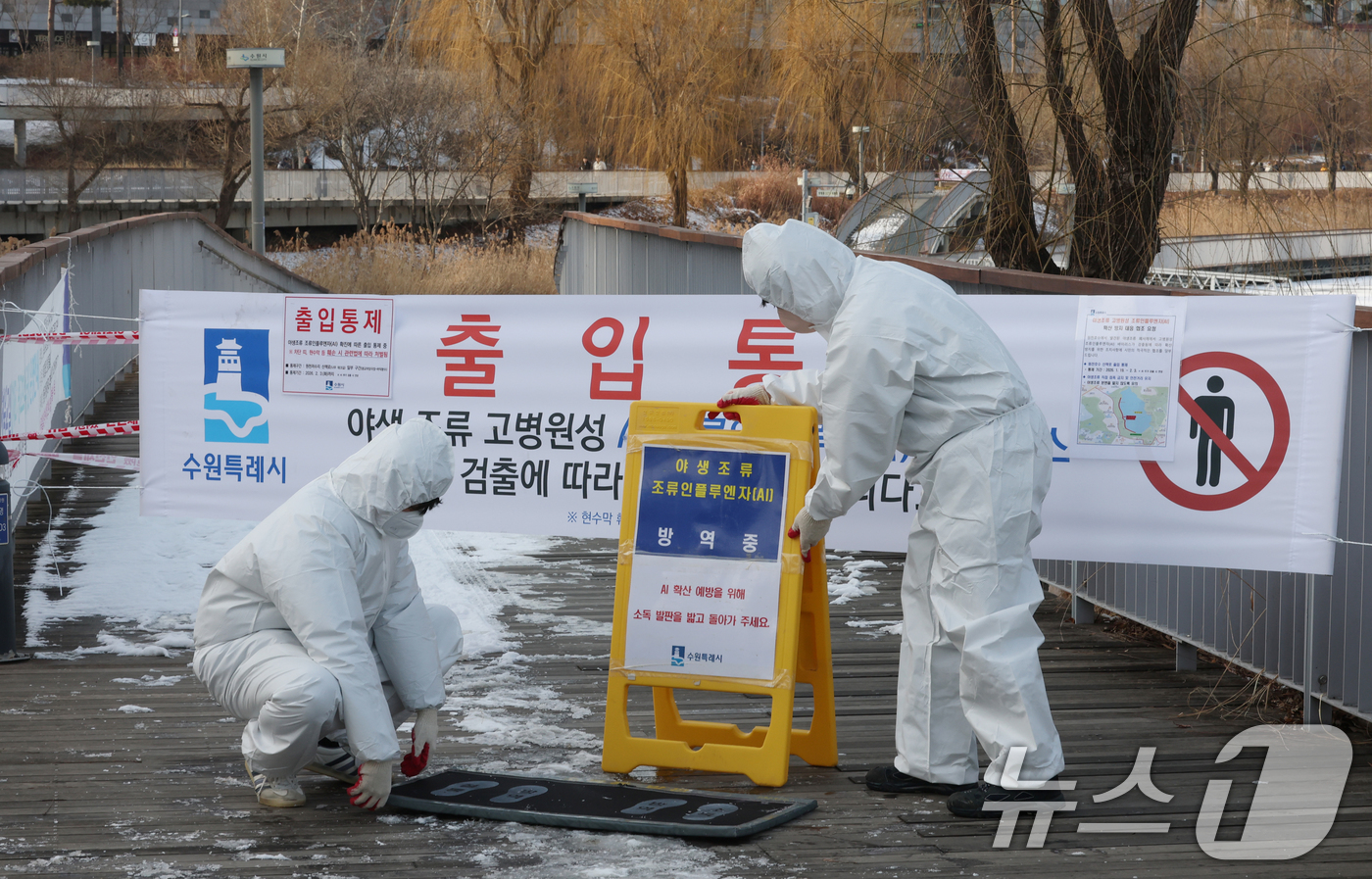 (수원=뉴스1) 김영운 기자 = 19일 경기 수원시 영통구 원천호수 일대에서 고병원성 조류인플루엔자(AI)가 발생해 관계자들이 나무데크길 일부 구간의 출입을 통제하고 방역 작업을 …