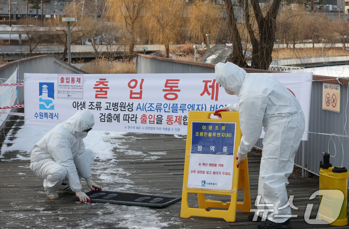 (수원=뉴스1) 김영운 기자 = 19일 경기 수원시 영통구 원천호수 일대에서 고병원성 조류인플루엔자(AI)가 발생해 관계자들이 나무데크길 일부 구간의 출입을 통제하고 방역 작업을 …