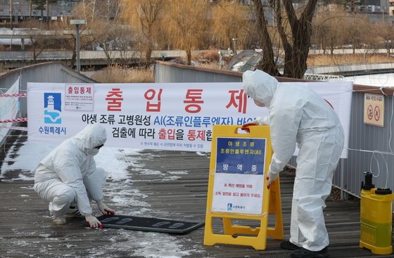 충남 아산·전북 김제 고병원성 AI 발생…"철새 북상 시기 확산 위험"