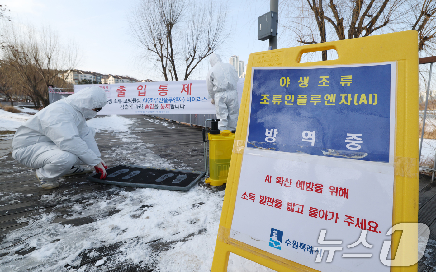 (수원=뉴스1) 김영운 기자 = 19일 경기 수원시 영통구 원천호수 일대에서 고병원성 조류인플루엔자(AI)가 발생해 관계자들이 나무데크길 일부 구간의 출입을 통제하고 방역 작업을 …