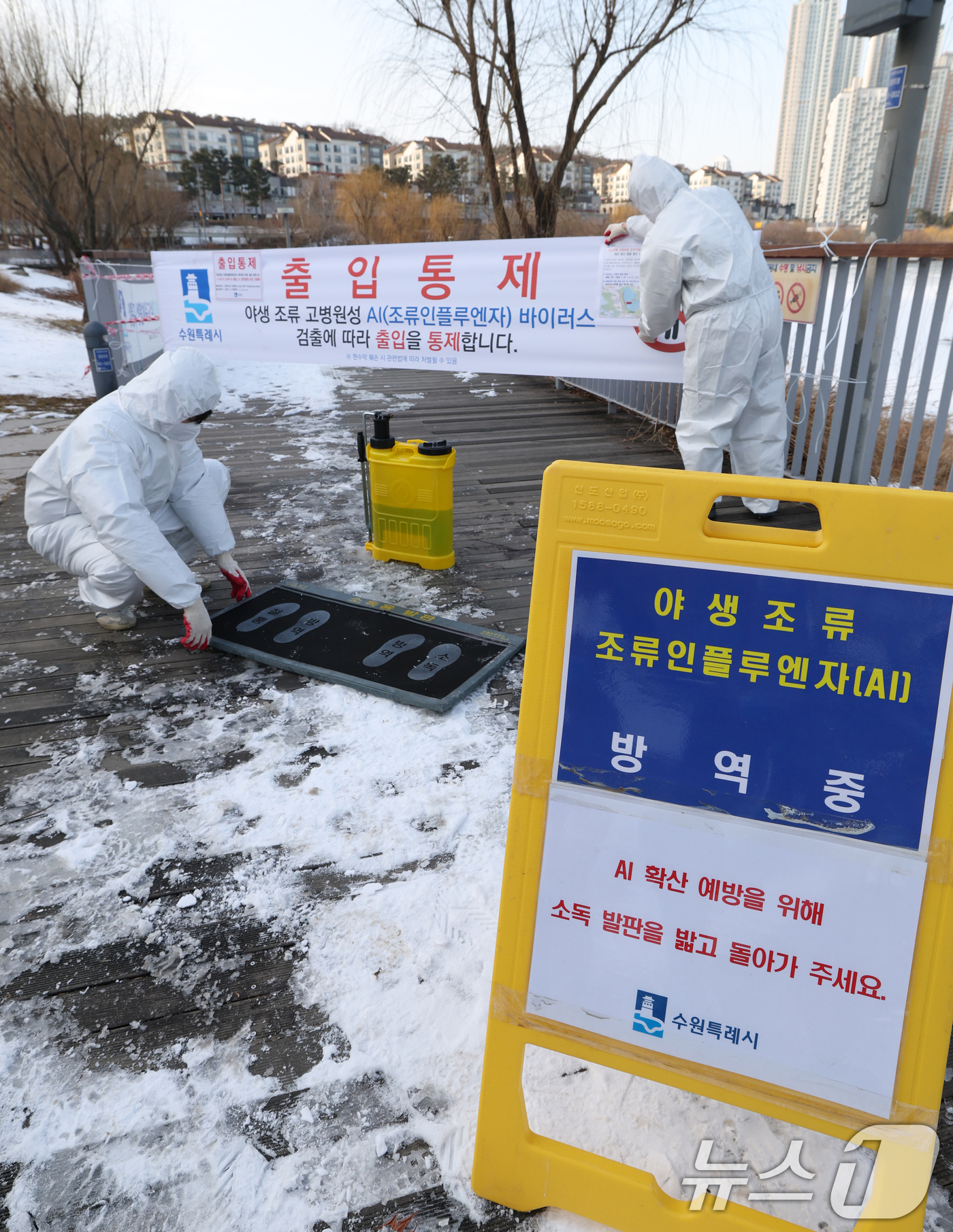 (수원=뉴스1) 김영운 기자 = 19일 경기 수원시 영통구 원천호수 일대에서 고병원성 조류인플루엔자(AI)가 발생해 관계자들이 나무데크길 일부 구간의 출입을 통제하고 방역 작업을 …