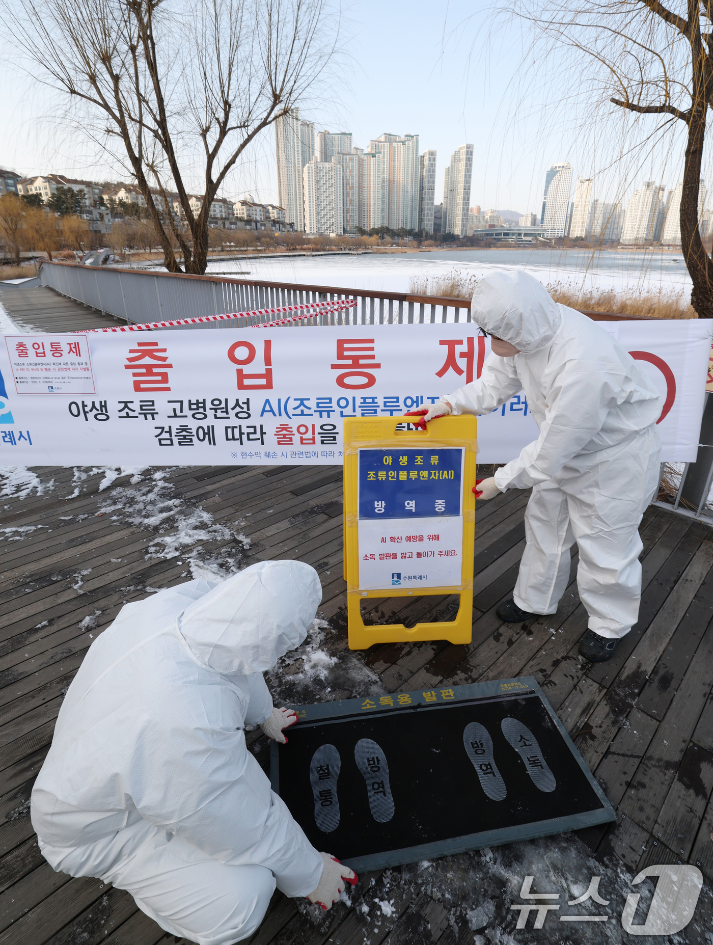 (수원=뉴스1) 김영운 기자 = 19일 경기 수원시 영통구 원천호수 일대에서 고병원성 조류인플루엔자(AI)가 발생해 관계자들이 나무데크길 일부 구간의 출입을 통제하고 방역 작업을 …