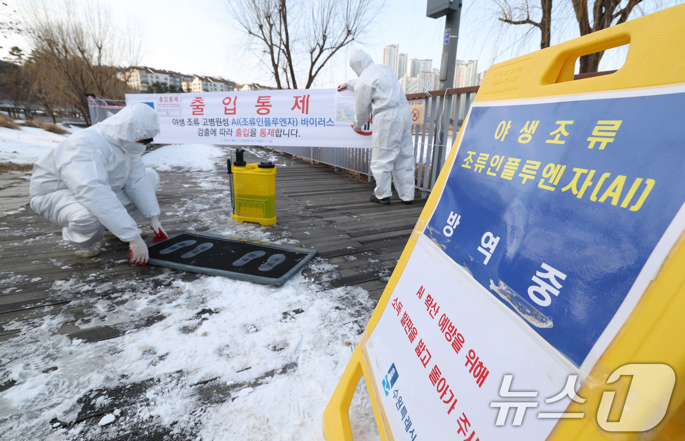 (수원=뉴스1) 김영운 기자 = 19일 경기 수원시 영통구 원천호수 일대에서 고병원성 조류인플루엔자(AI)가 발생해 관계자들이 나무데크길 일부 구간의 출입을 통제하고 방역 작업을 …