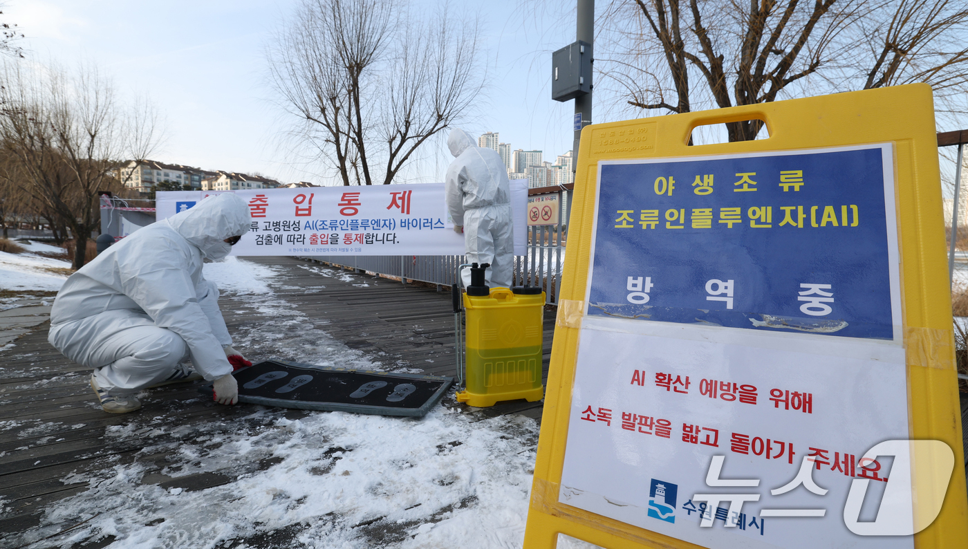 (수원=뉴스1) 김영운 기자 = 19일 경기 수원시 영통구 원천호수 일대에서 고병원성 조류인플루엔자(AI)가 발생해 관계자들이 나무데크길 일부 구간의 출입을 통제하고 방역 작업을 …