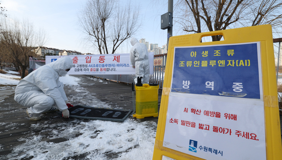 수원 원천저수지 야생조류 폐사체서 고병원성 AI 검출