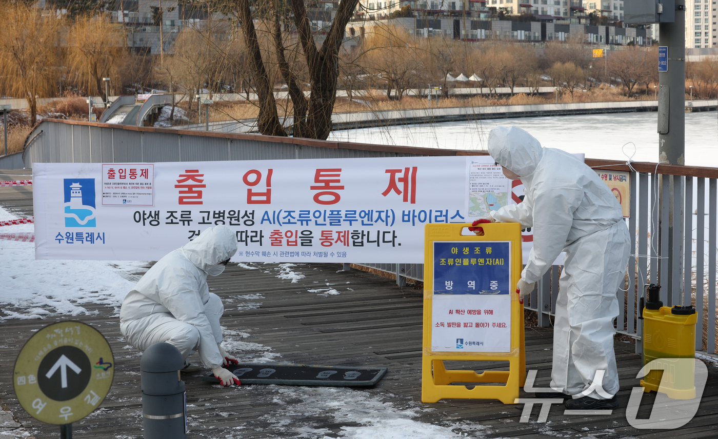 (수원=뉴스1) 김영운 기자 = 19일 경기 수원시 영통구 원천호수 일대에서 고병원성 조류인플루엔자(AI)가 발생해 관계자들이 나무데크길 일부 구간의 출입을 통제하고 방역 작업을 …