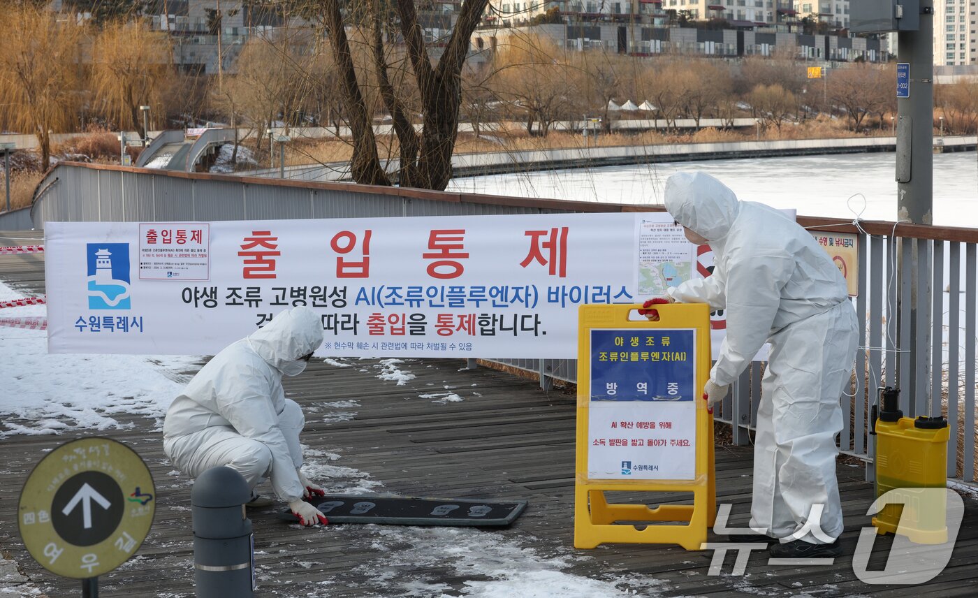 본문 이미지 - 19일 경기 수원시 영통구 원천호수 일대에서 고병원성 조류인플루엔자(AI)가 발생해 관계자들이 나무데크길 일부 구간의 출입을 통제하고 방역 작업을 하고 있다. 2026.1.19 ⓒ 뉴스1 김영운 기자