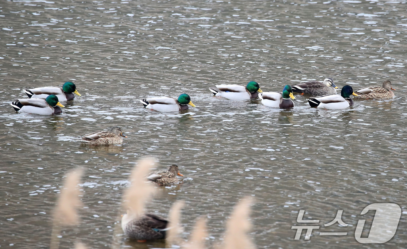 (청도=뉴스1) 공정식 기자 = 19일 오후 경북 청도군 화양읍 청도천에서 청둥오리가 무리를 지어 유영하고 있다. 기상청은 20일 전국 대부분 지역의 아침 기온이 크게 낮아지고, …