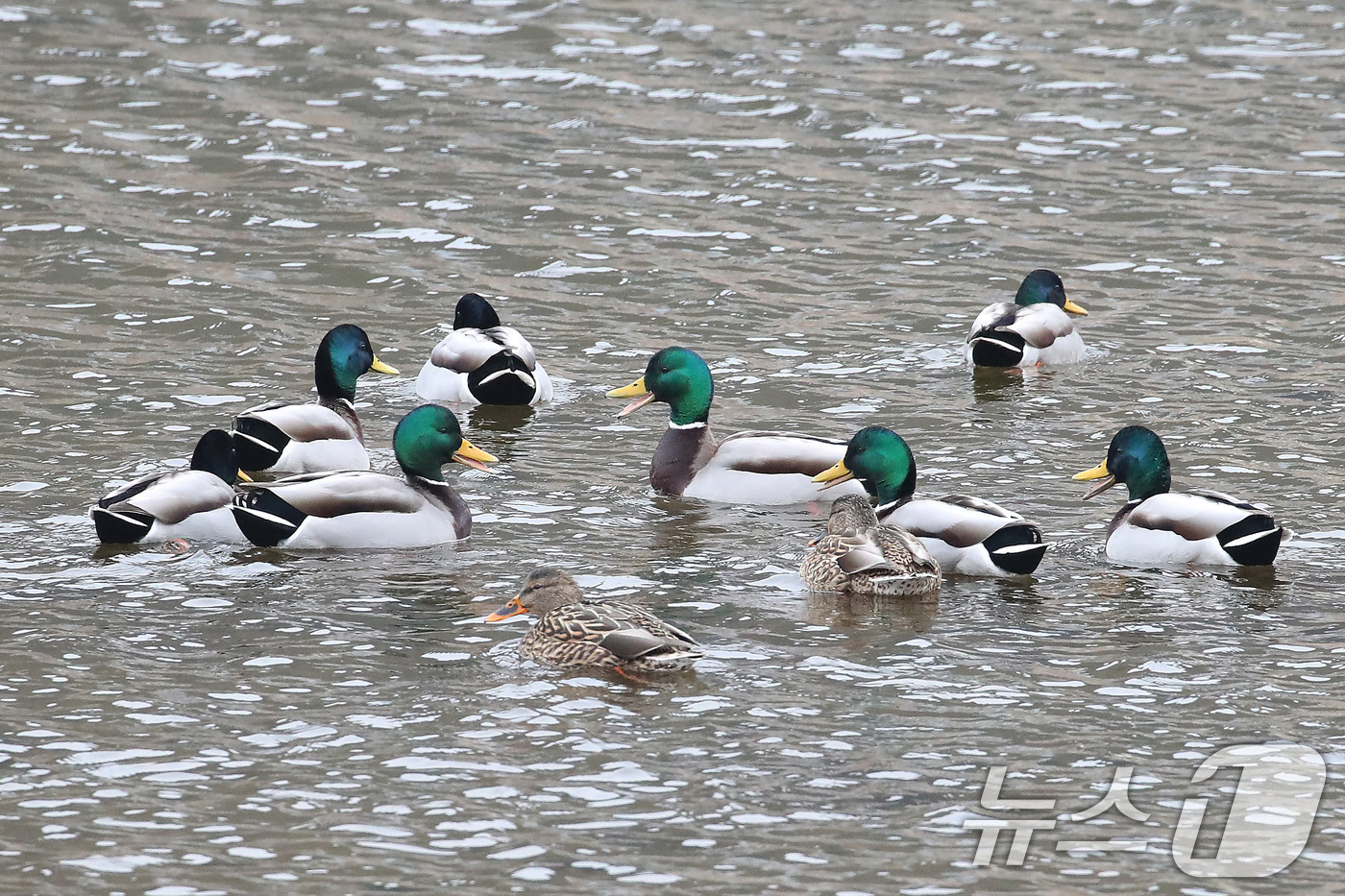 (청도=뉴스1) 공정식 기자 = 19일 오후 경북 청도군 화양읍 청도천에서 청둥오리가 무리를 지어 유영하고 있다. 기상청은 20일 전국 대부분 지역의 아침 기온이 크게 낮아지고, …