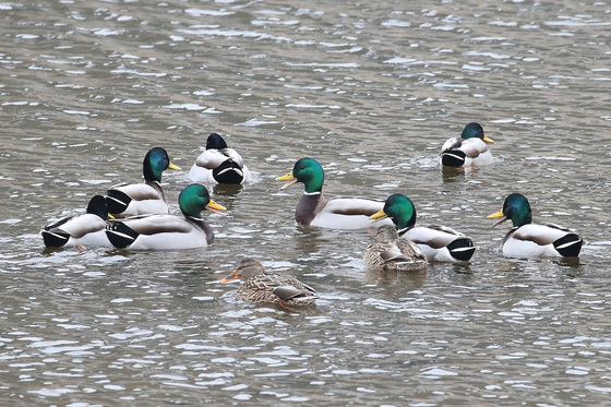 '최강 한파' 대비하세요