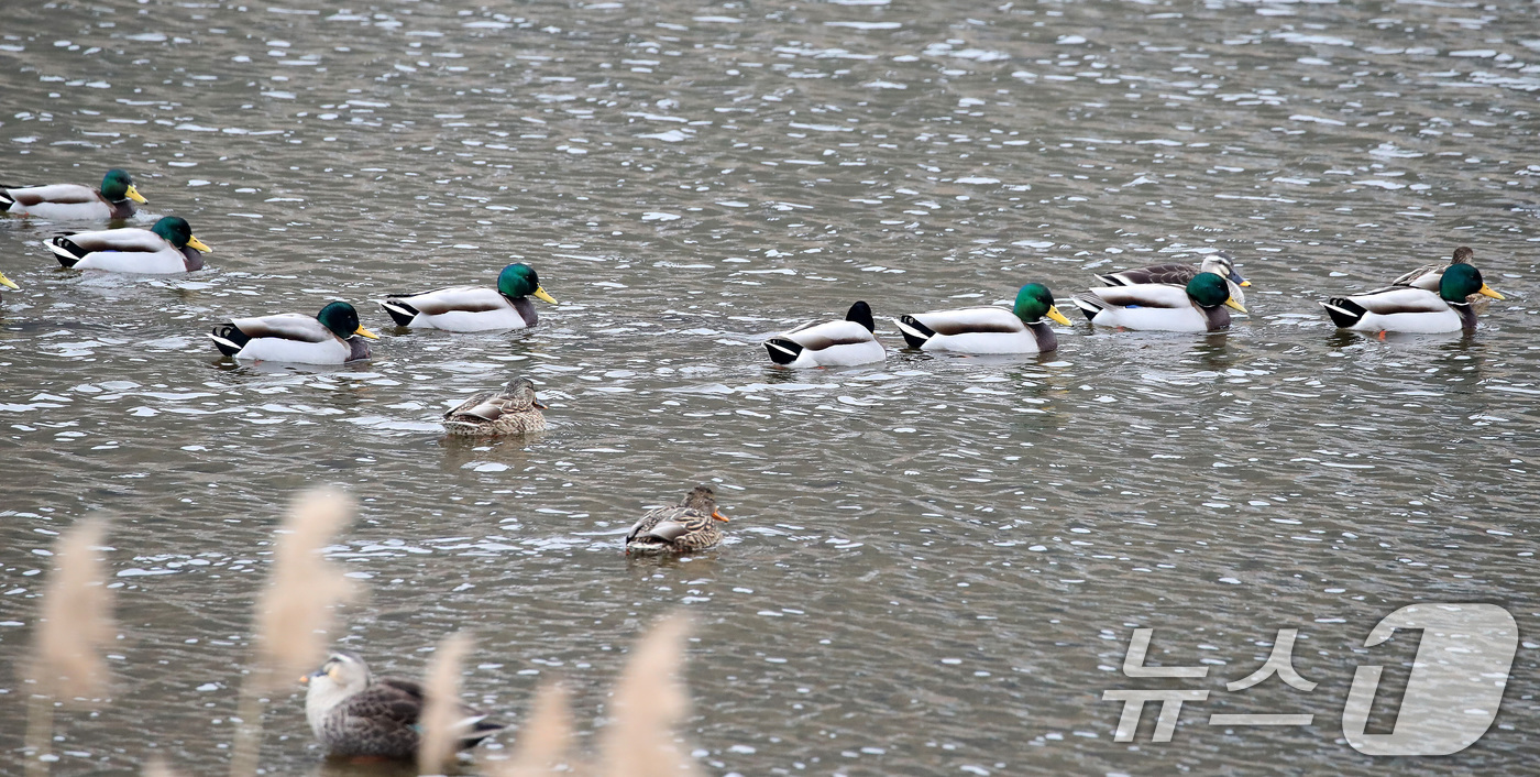 (청도=뉴스1) 공정식 기자 = 19일 오후 경북 청도군 화양읍 청도천에서 청둥오리가 무리를 지어 유영하고 있다. 기상청은 20일 전국 대부분 지역의 아침 기온이 크게 낮아지고, …