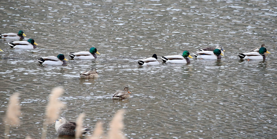 '최강 한파' 대비하세요