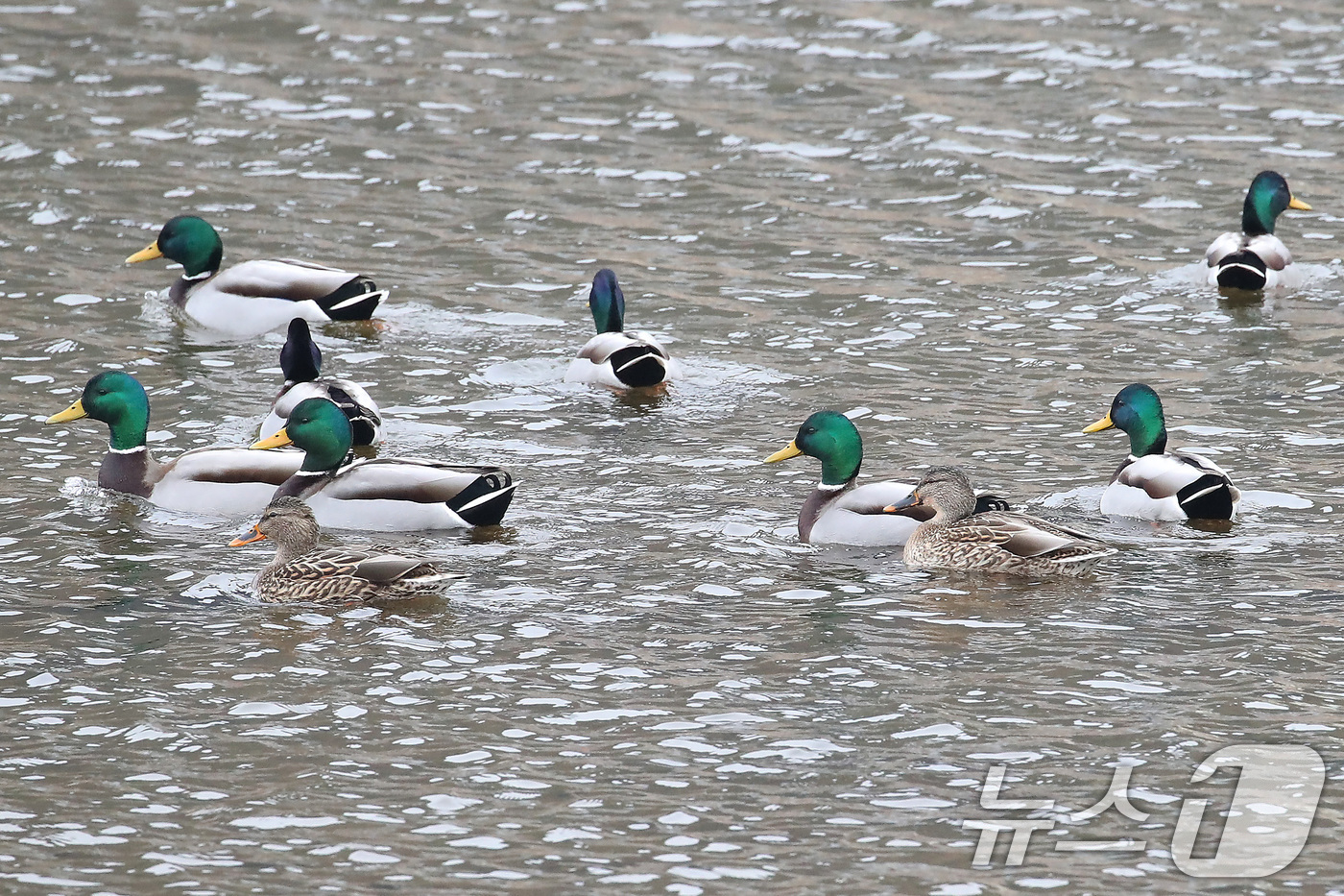 (청도=뉴스1) 공정식 기자 = 19일 오후 경북 청도군 화양읍 청도천에서 청둥오리가 무리를 지어 유영하고 있다. 기상청은 20일 전국 대부분 지역의 아침 기온이 크게 낮아지고, …