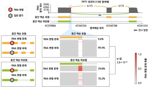 단분자 수준에서 RNA 변형 검출하는 인공지능 기술 개발