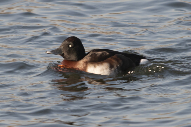 인천 굴포천서 멸종위기 오리 '붉은가슴 흰죽지' 첫 발견