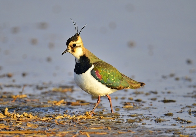 서천군 1월의 새 '댕기물떼새' 선정