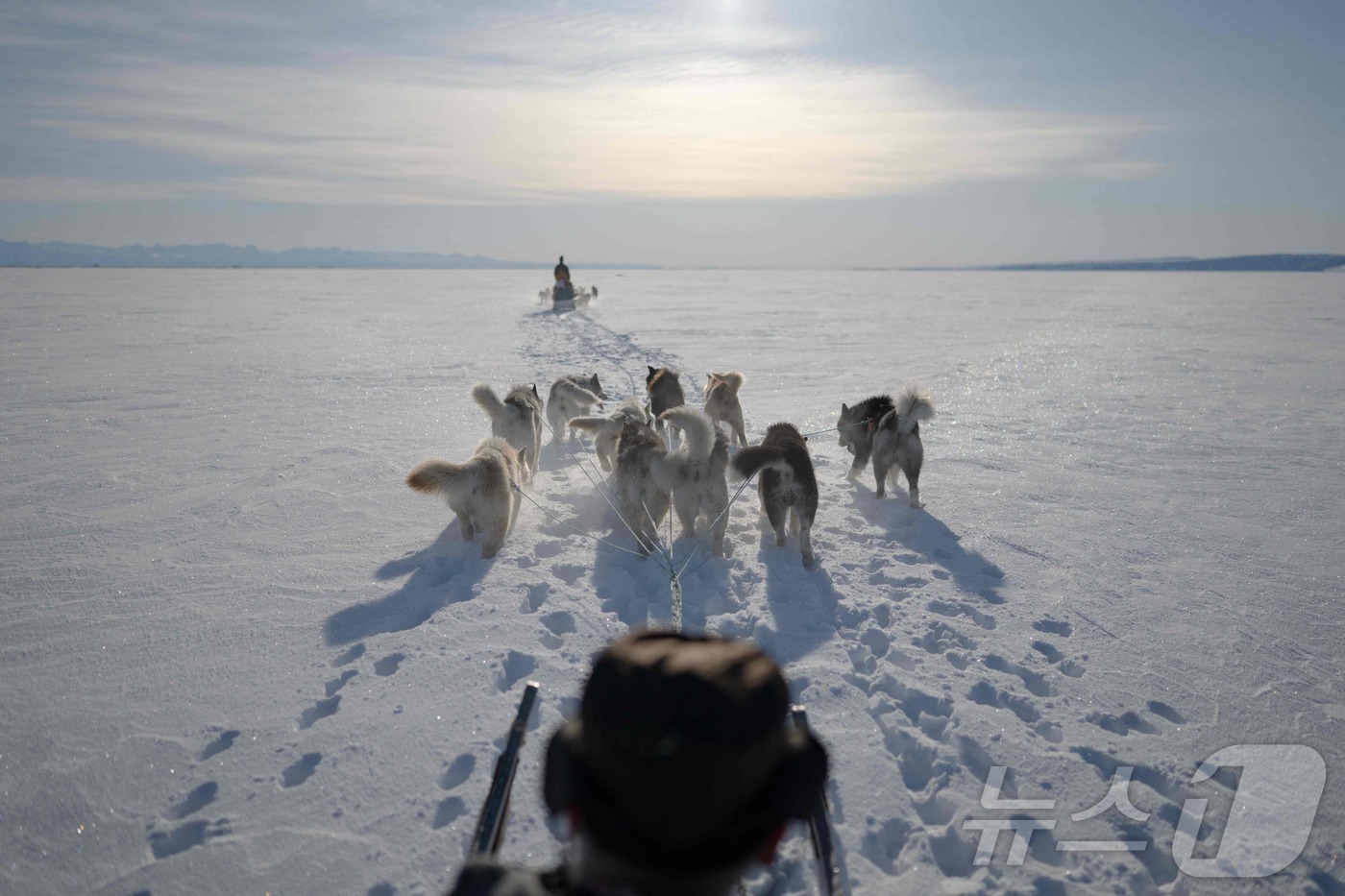 (AFP=뉴스1) 윤다정 기자 = 2024년 4월 28일(현지시간) 그린란드의 한 피오르드 해빙 위에서 이누이트 사냥꾼이 개썰매로 이동하며 물범을 찾고 있다. 2024.04.28. …
