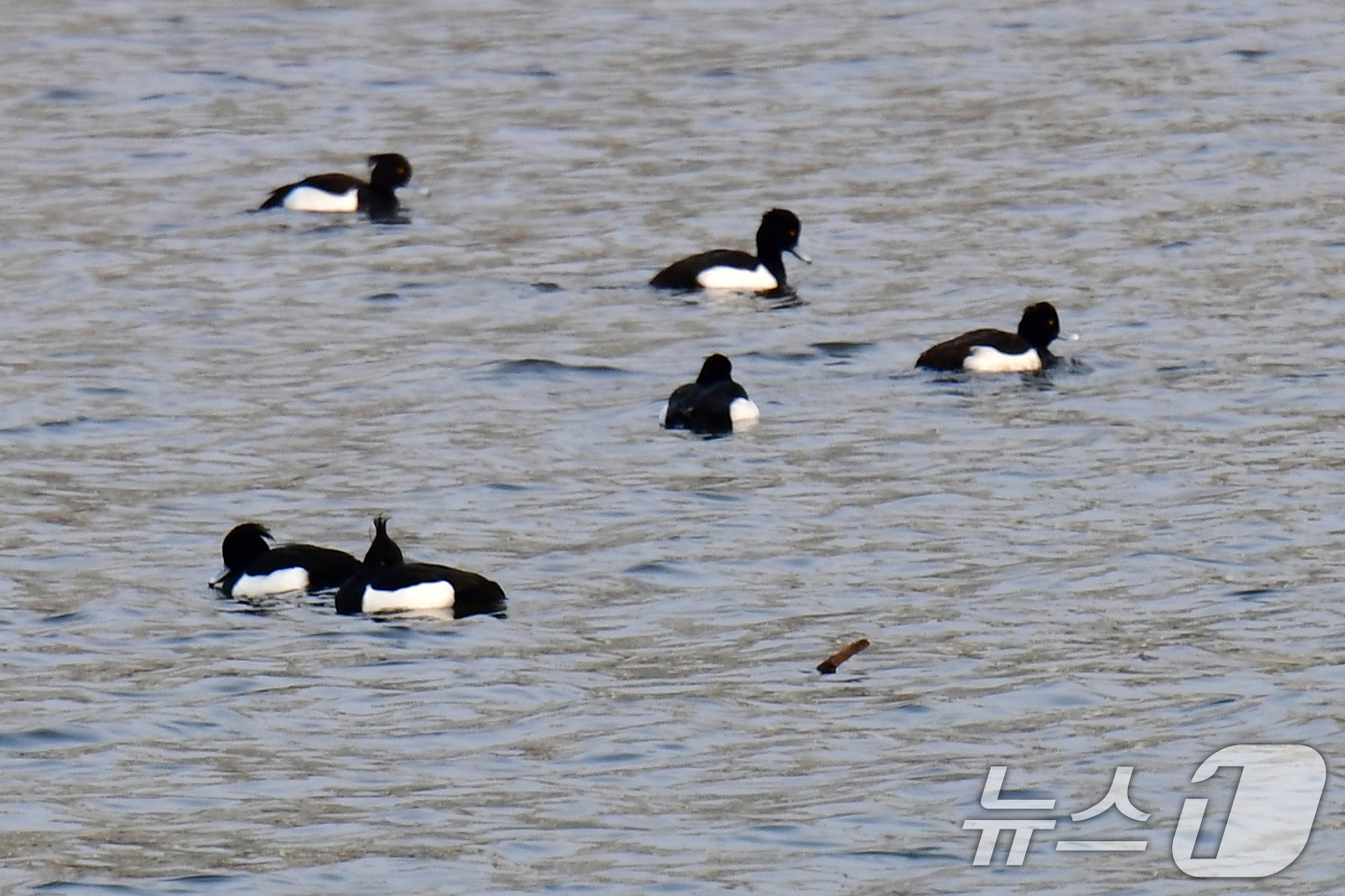 (포항=뉴스1) 최창호 기자 = 일년 가운데 가장 춥다는 대한(大寒) 인 20일 경북 포항시 남구 연일읍 형산강에서 겨울철새인 댕기흰죽지들이 앉아 쉬고 있다.  2026.1.20/ …