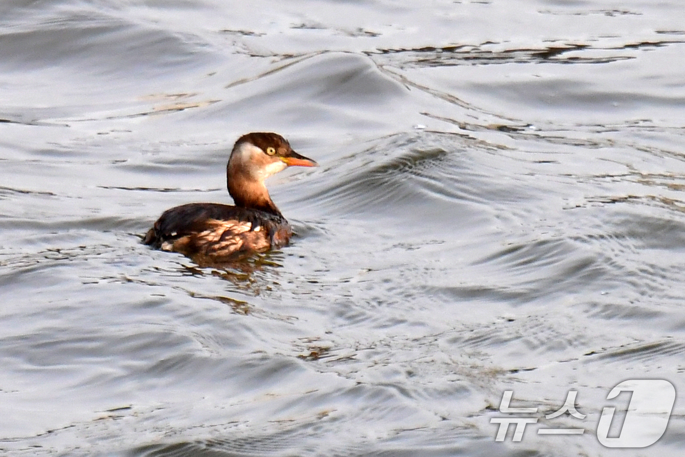 (포항=뉴스1) 최창호 기자 = 일년 가운데 가장 춥다는 대한(大寒) 인 20일 경북 포항시 남구 연일읍 형산강에서 논병아리 한마리가 먹잇감을 찾아다니고 있다.  2026.1.20 …