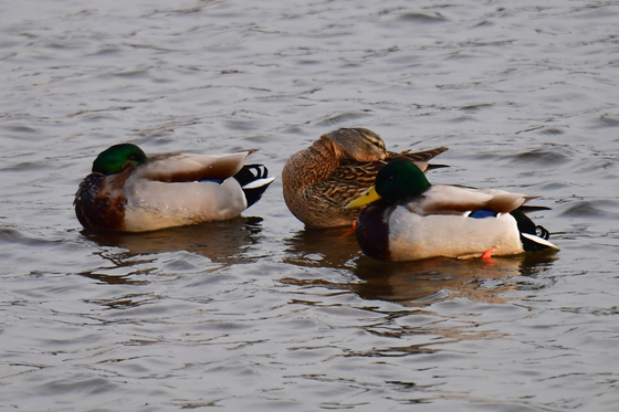 겨울 철새에게도 추운 대한 날씨