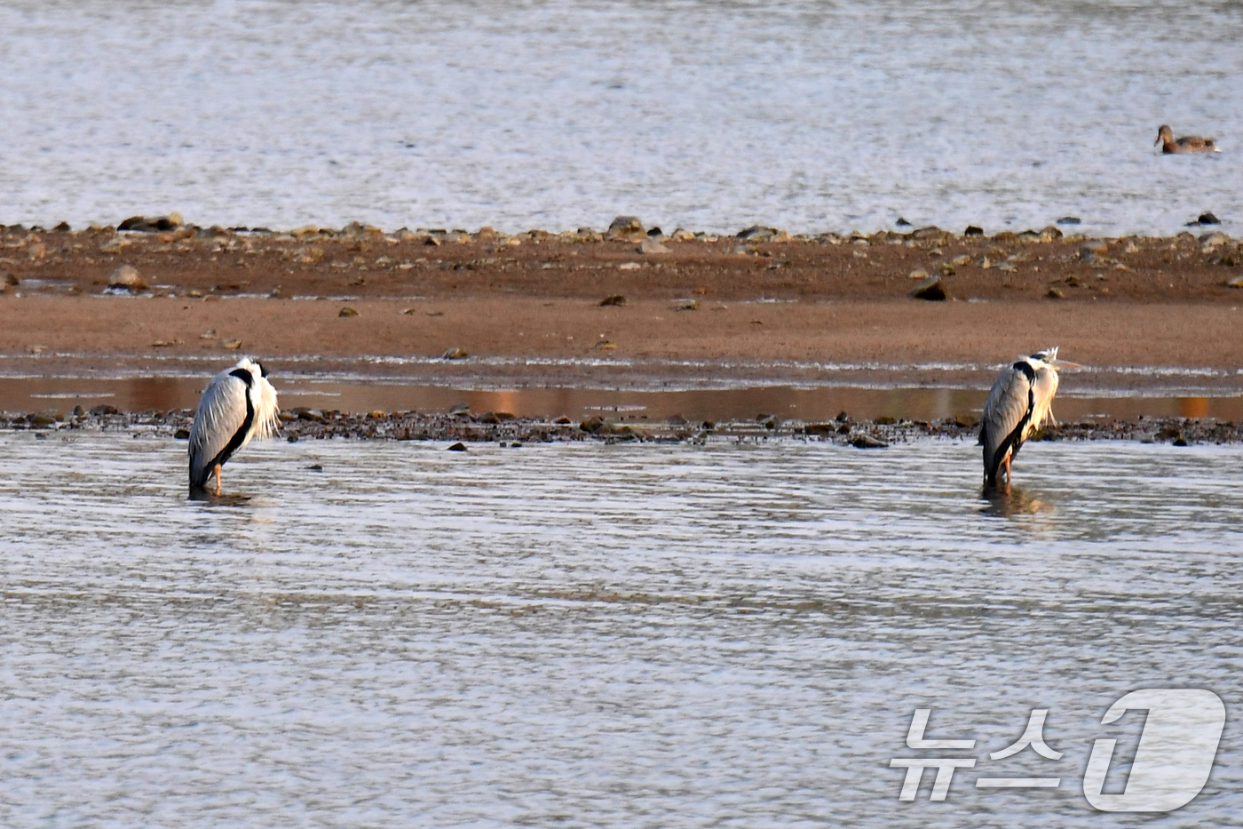 (포항=뉴스1) 최창호 기자 = 일년 가운데 가장 춥다는 대한(大寒) 인 20일 경북 포항시 남구 연일읍 형산강에서 먹잇감을 찾아 나선 여름새인 왜가리가 날개를 접은 채 앉아 있다 …
