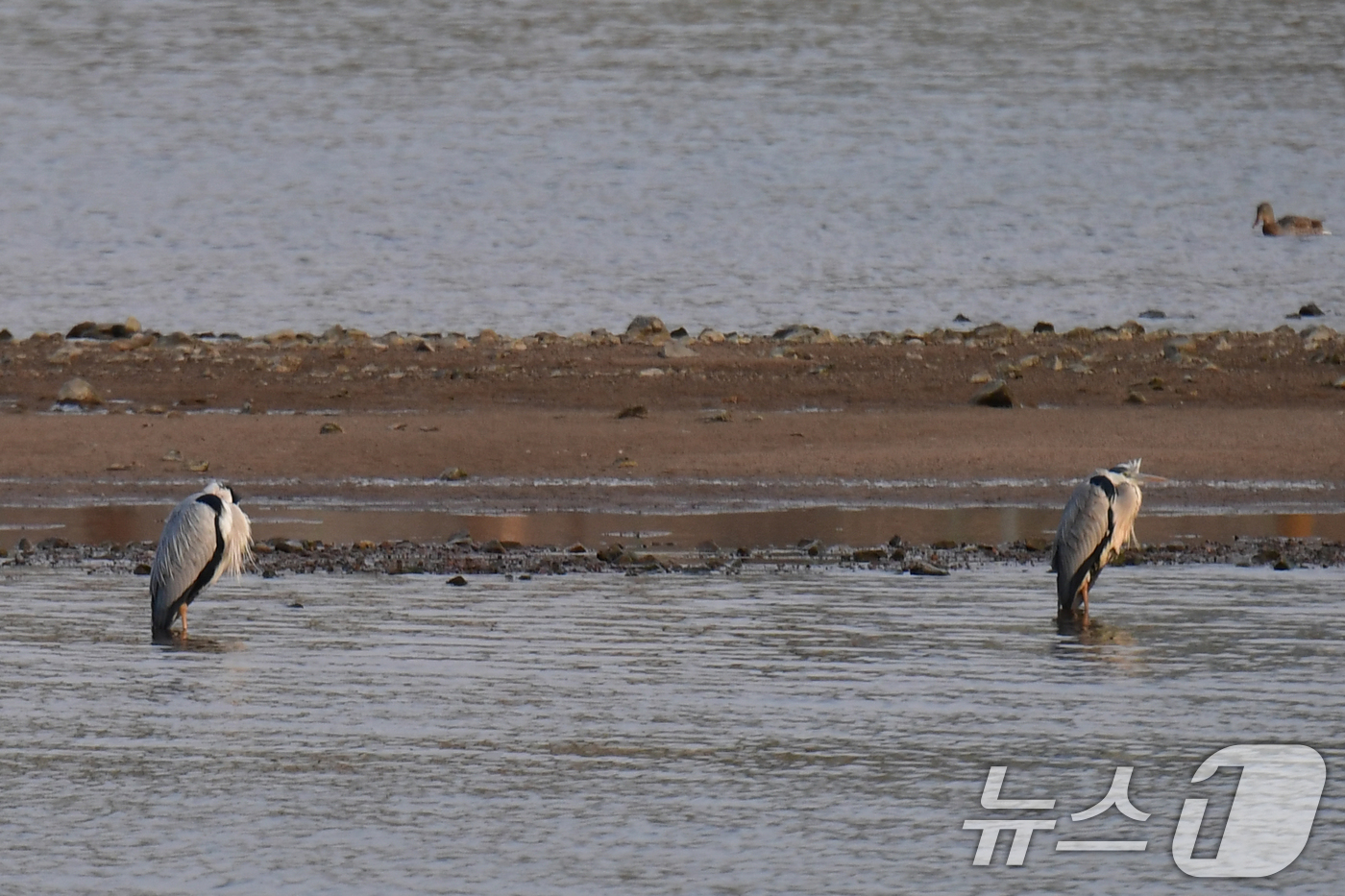 (포항=뉴스1) 최창호 기자 = 일년 가운데 가장 춥다는 대한(大寒) 인 20일 경북 포항시 남구 연일읍 형산강에서 먹잇감을 찾아 나선 여름새인 왜가리가 날개를 접은 채 앉아 있다 …