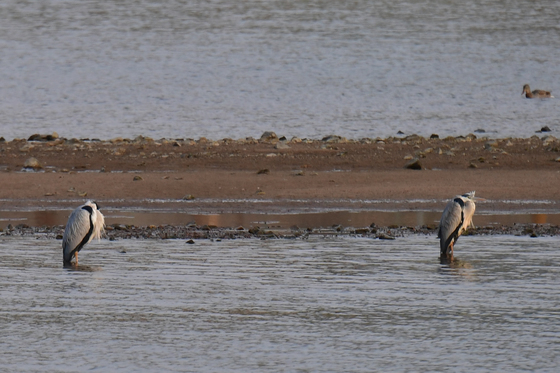 대한 추위에 놀란 왜가리