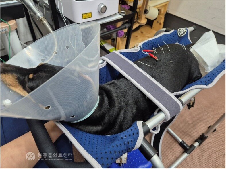 본문 이미지 - 전기 자극 침치료를 받는 닥스훈트(본동물의료센터 제공) ⓒ 뉴스1