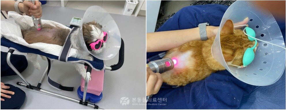본문 이미지 - 레이저 물리치료를 받는 반려동물(본동물의료센터 제공) ⓒ 뉴스1