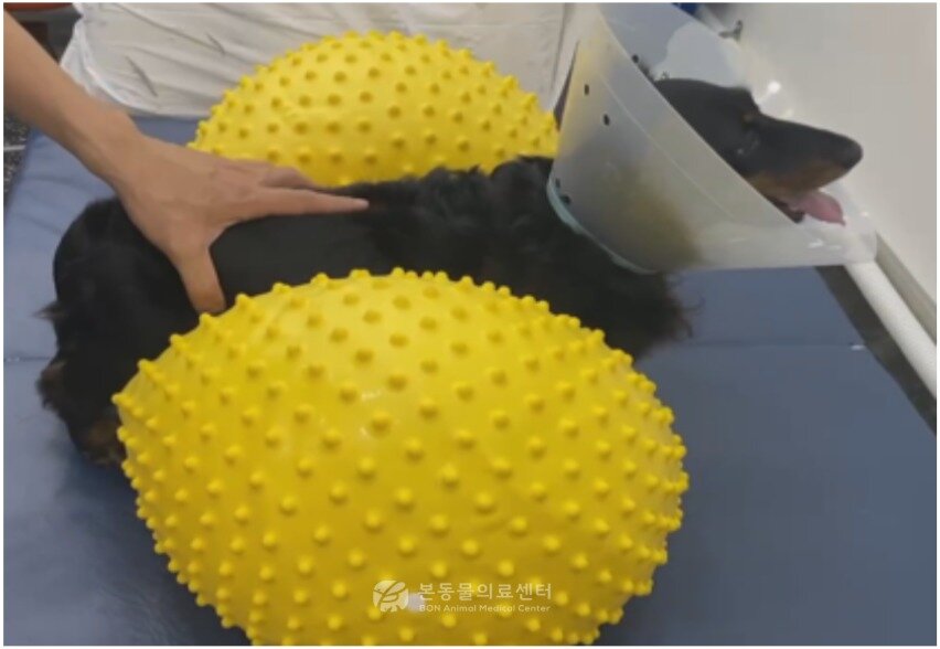 본문 이미지 - 운동 재활치료를 받는 닥스훈트(본동물의료센터 제공) ⓒ 뉴스1