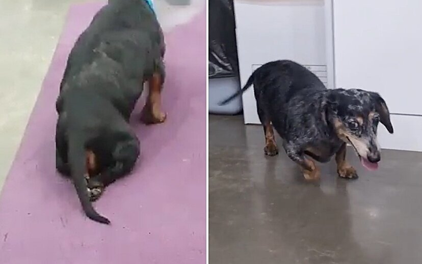 본문 이미지 - 디스크 수술 후 재활 물리치료를 통해 다시 네 발로 걷게 된 닥스훈트(본동물의료센터 제공) ⓒ 뉴스1