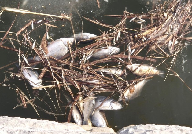 보은군 지덕저수지서 물고기 떼죽음…환경당국 조사 착수